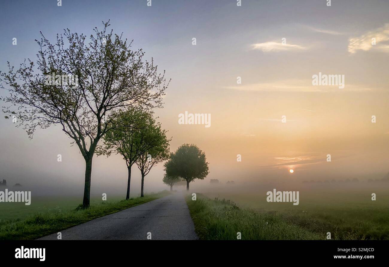 Early morning sunrise giving a golden glow in the morning moist over the fresh green meadow and the tree sided country road - Smartphone Captured Stock Image
