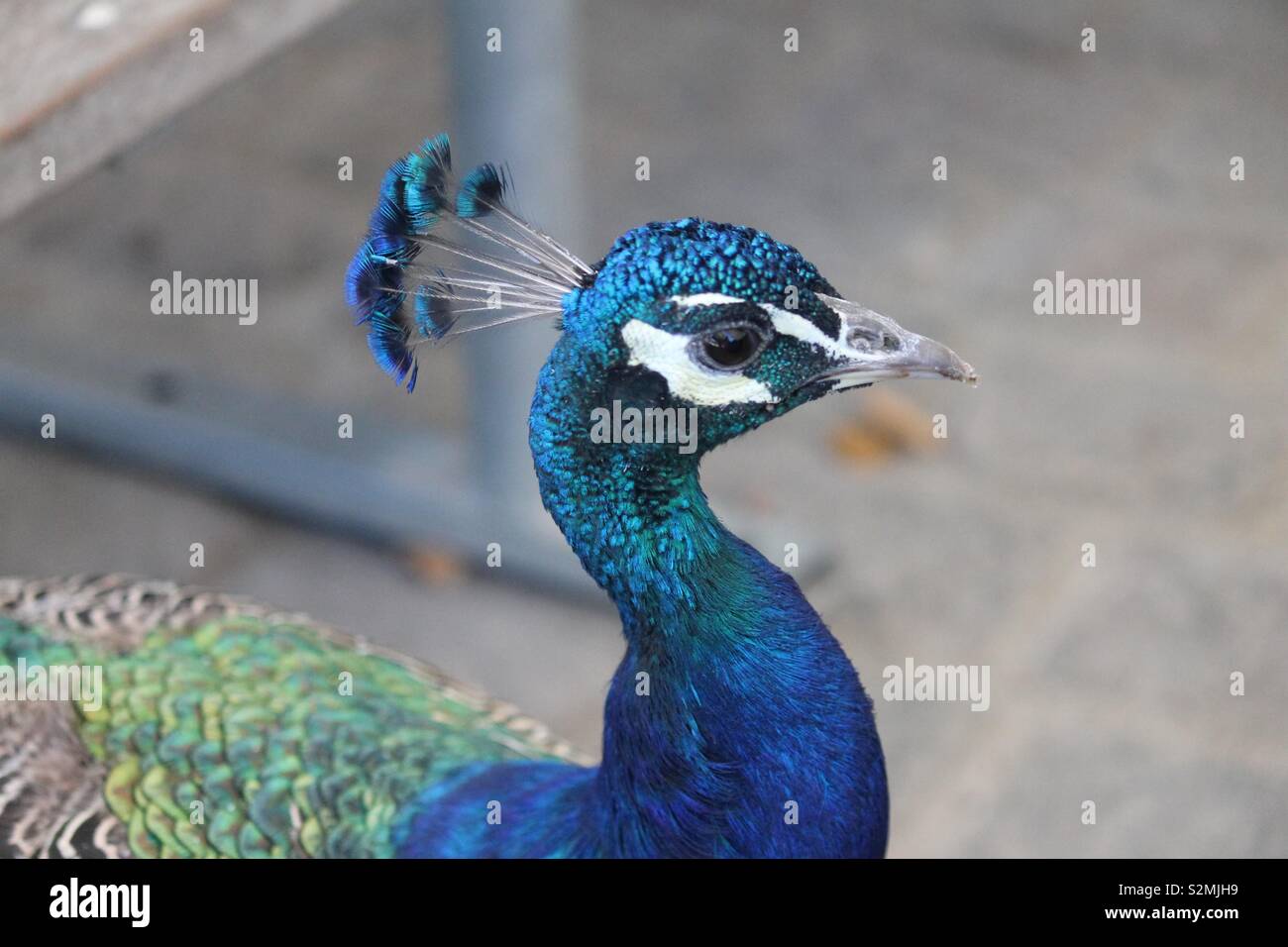 Ein Pfau in einem Zoo, Nahaufnahme vom Kopf Stock Photo