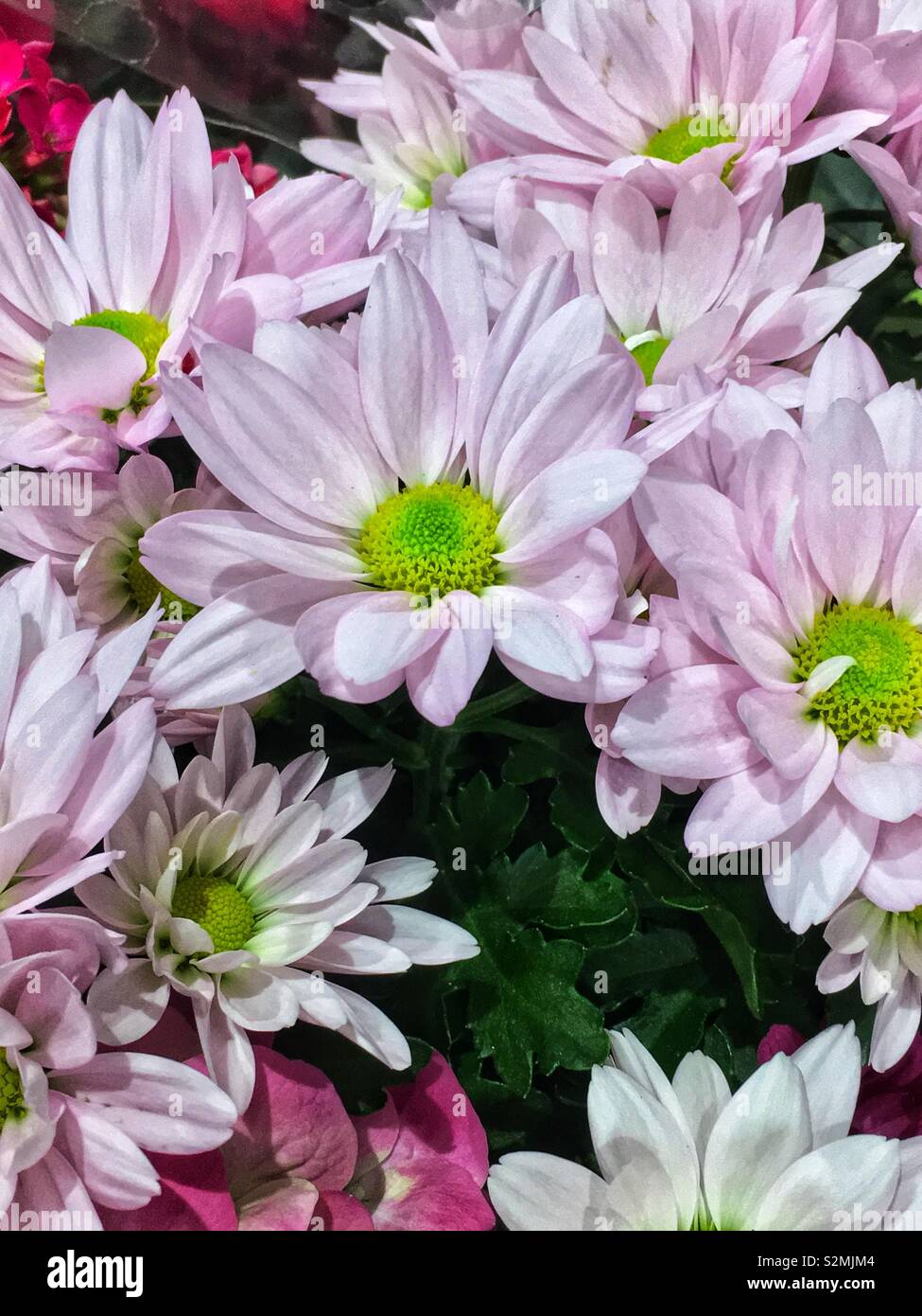 Spring flower bouquet of perfect fresh pink daisies. Stock Photo