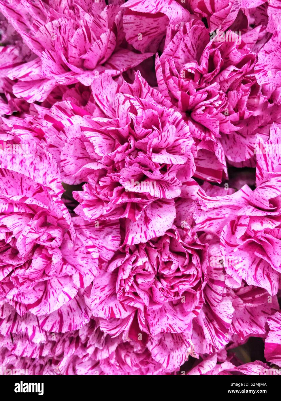 Full frame closeup of a spring flower bouquet of perfect fresh pink carnations. Stock Photo