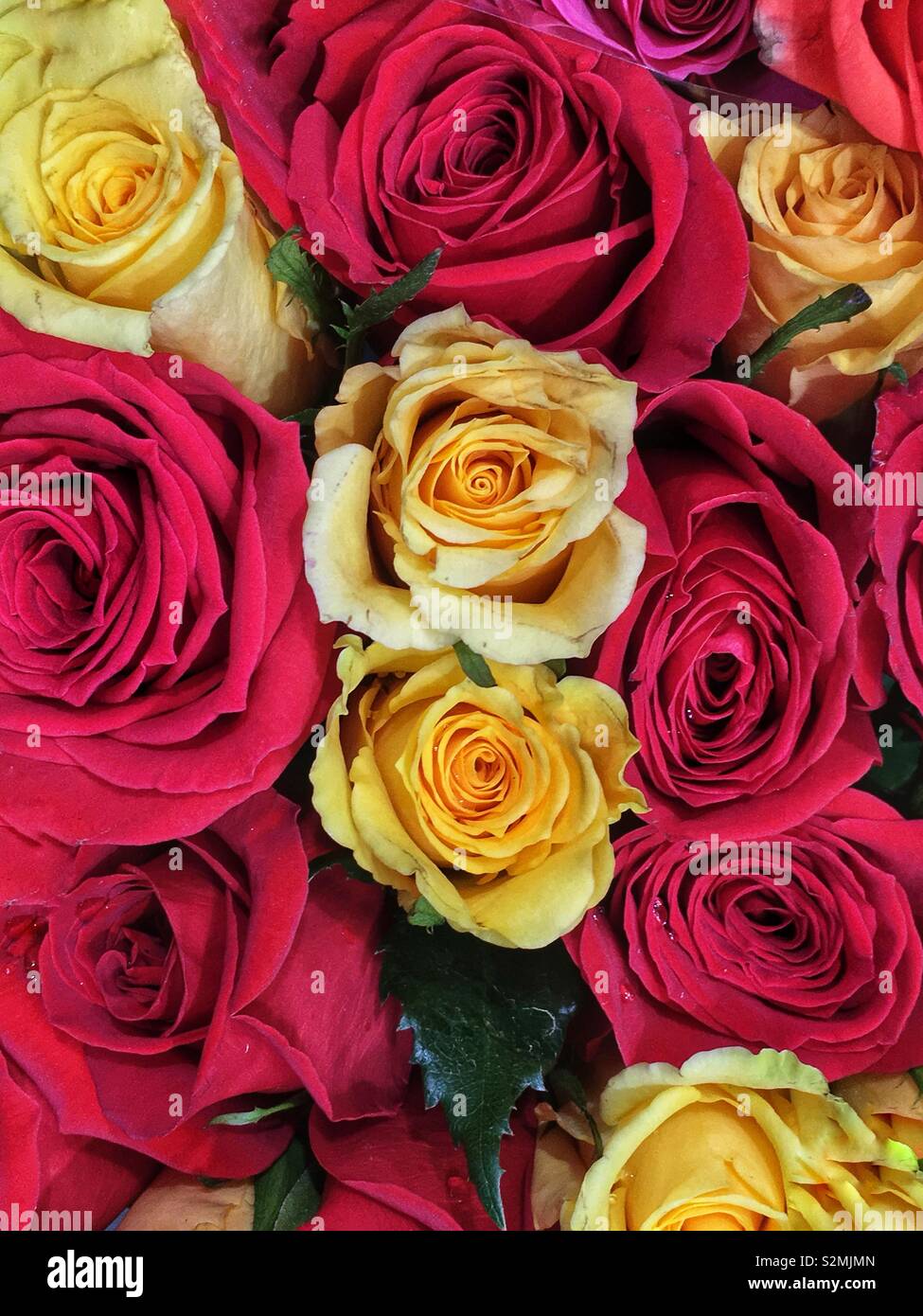 Full frame closeup of a bouquet of fresh cut red and yellow roses in ...