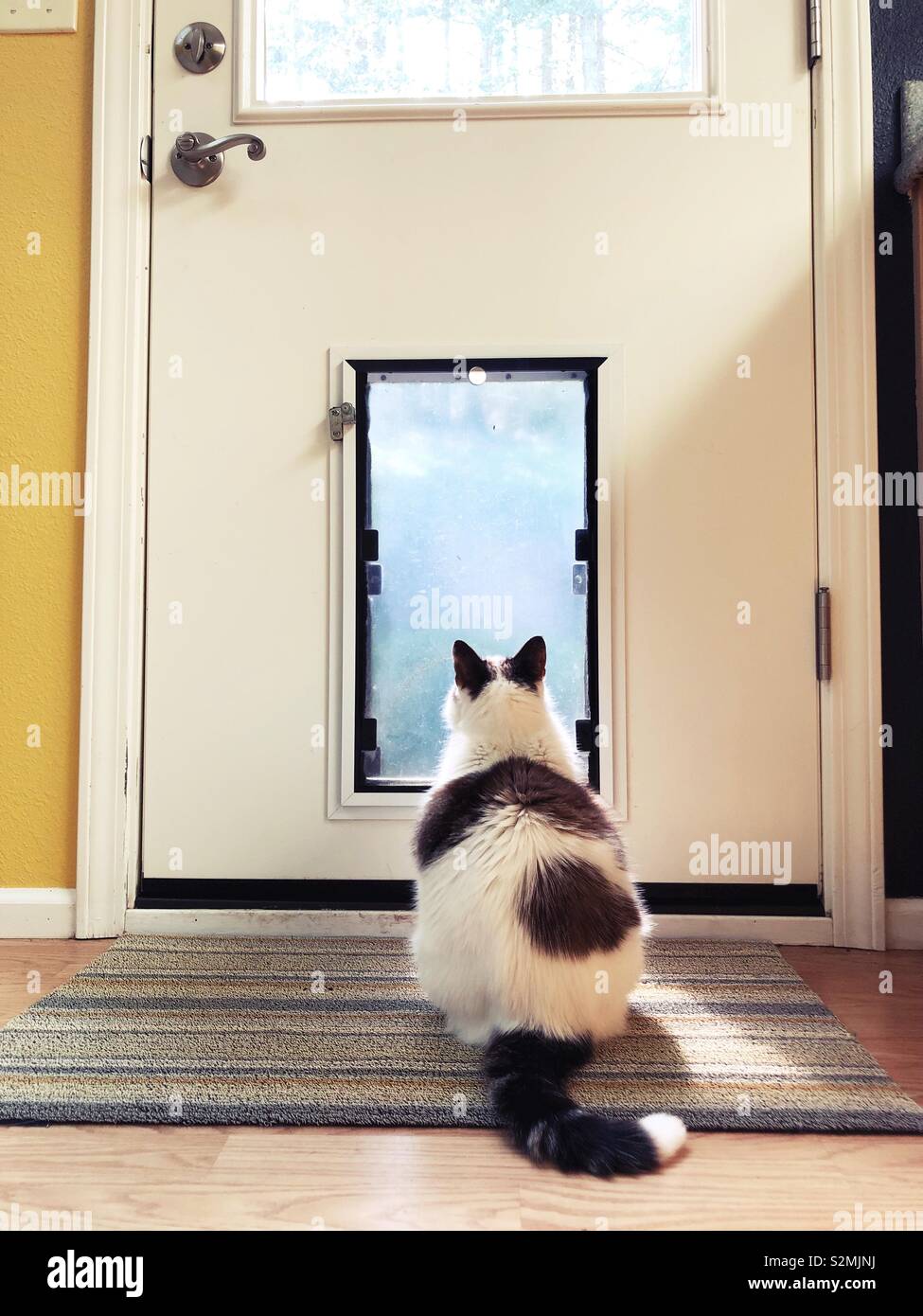 A cat looking at a pet door. Stock Photo