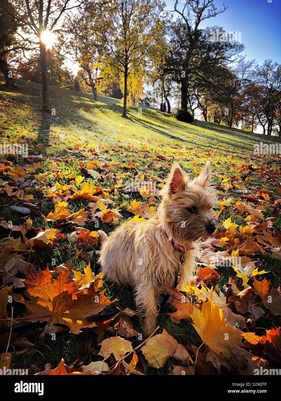 Pretty Cairn Terrier puppy amongst autumn leaves on a sunny day in Kelvingrove Park Glasgow. Stock Photo