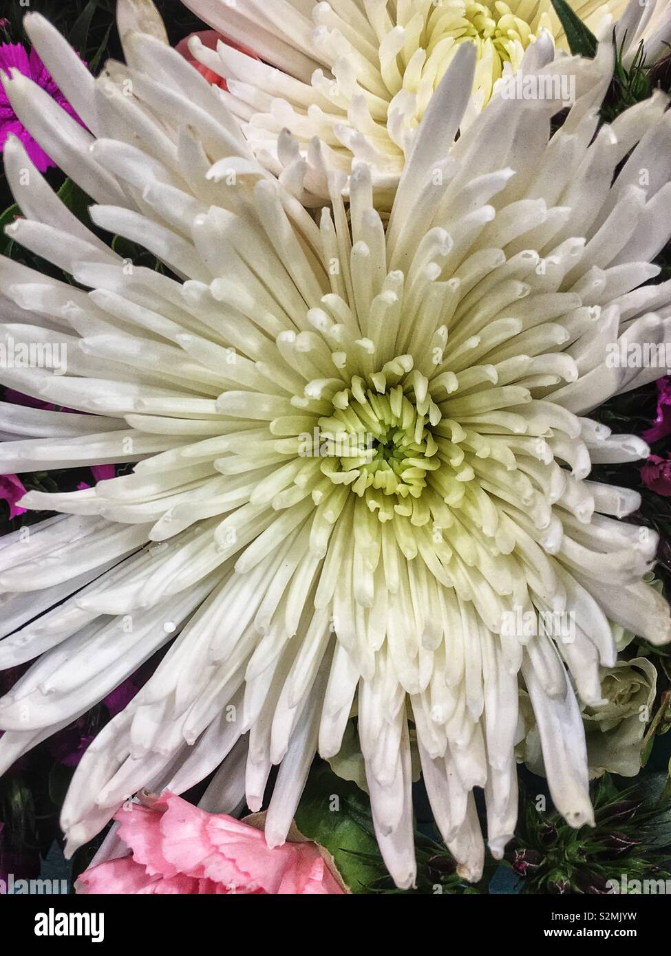 White chrysanthemum hi-res stock photography and images - Alamy