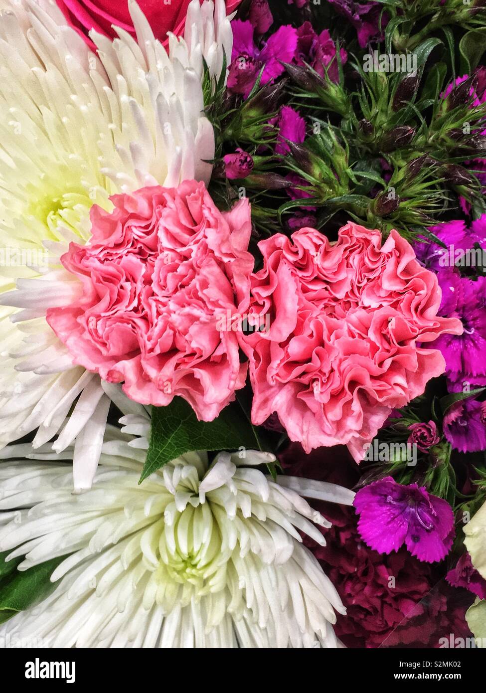 Carnations flowers hires stock photography and images Alamy