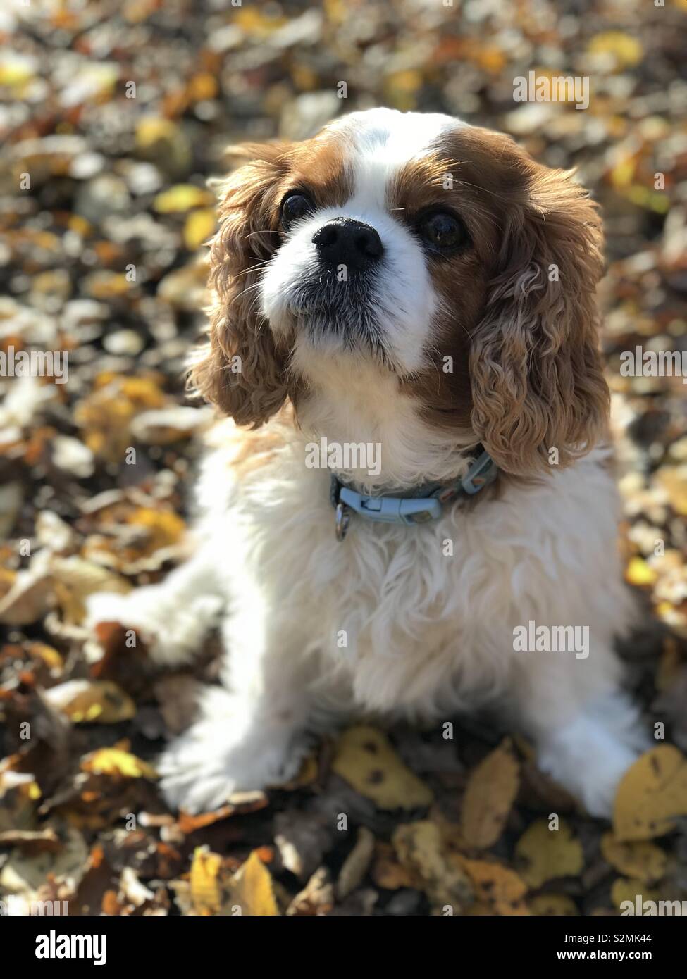 Autumn doggy Stock Photo