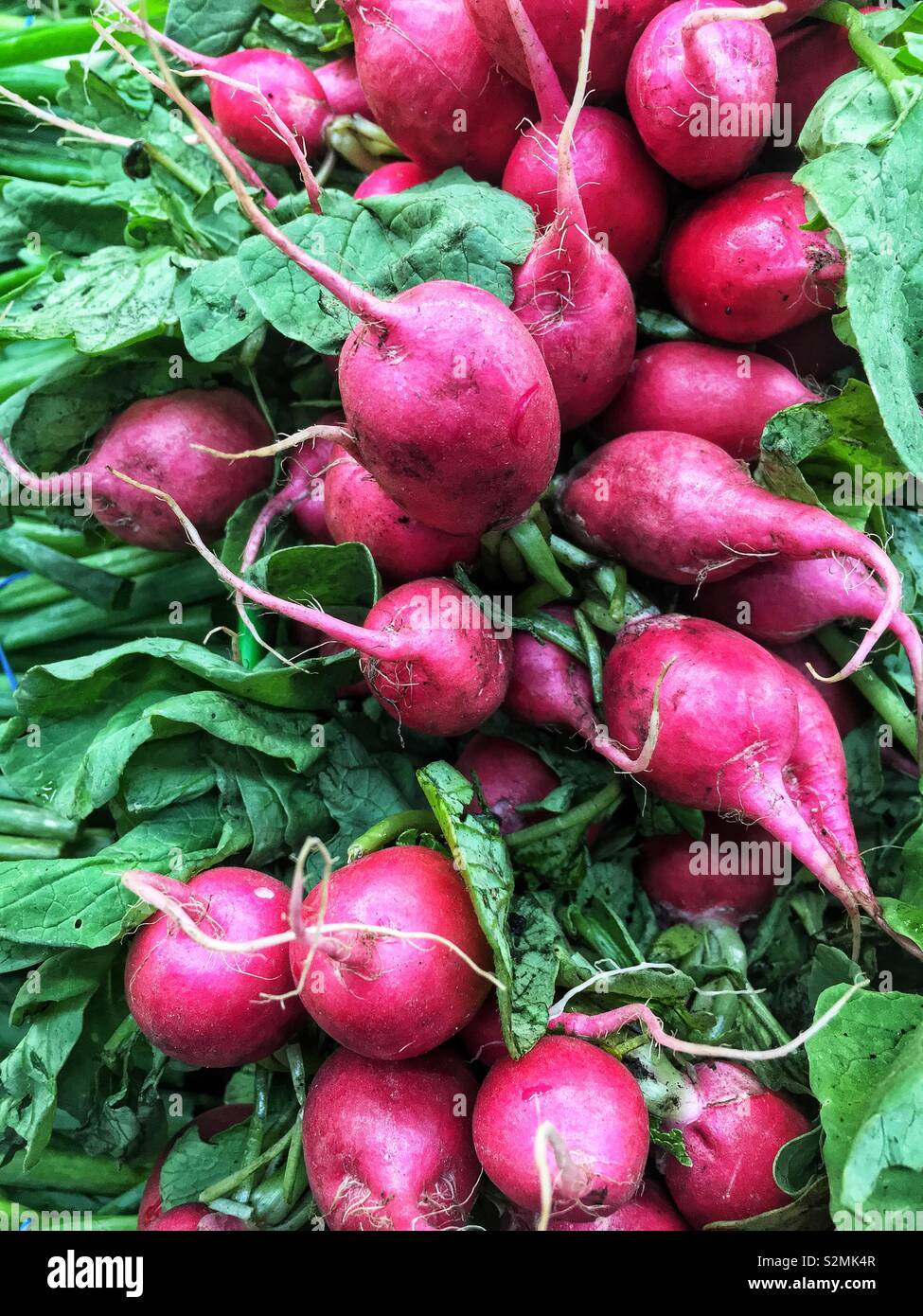 Full frame of farm fresh red radishes on display and for sale at the local produce market. - Smartphone Captured Stock Image