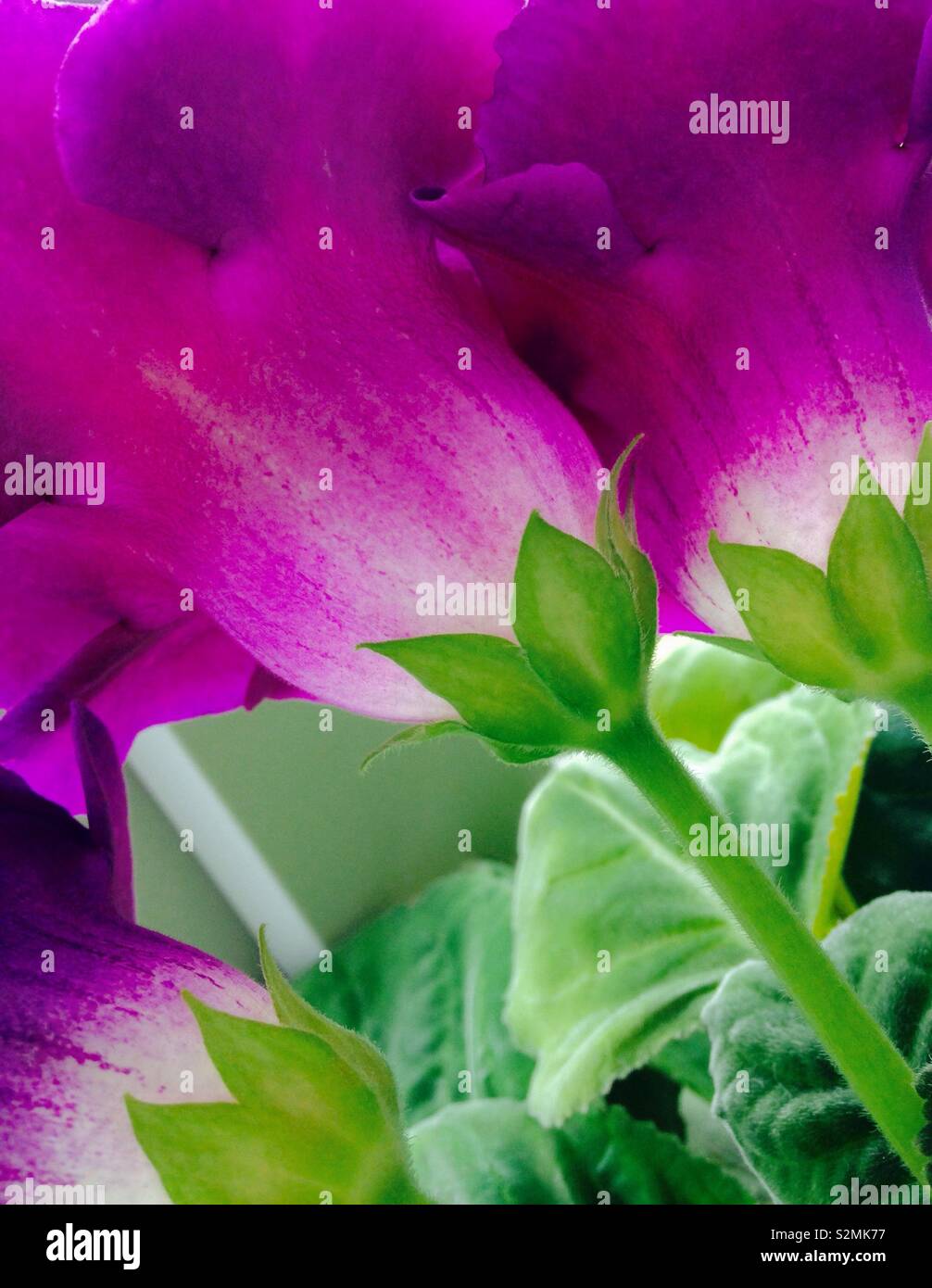 Flowers Stock Photo