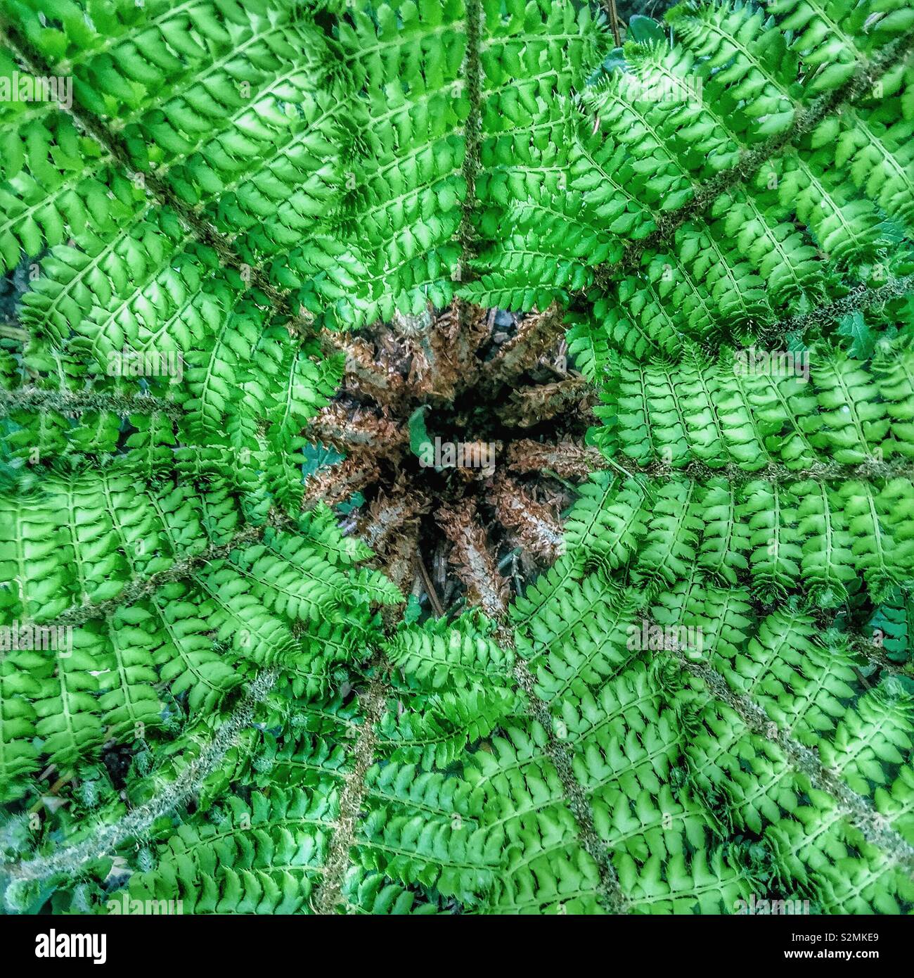 Centre of a fern plant. - Smartphone Captured Stock Image