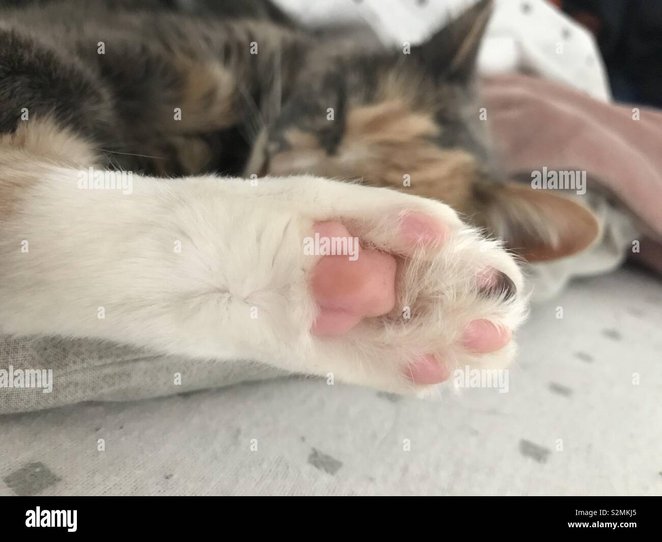 Cat dry top toe beans