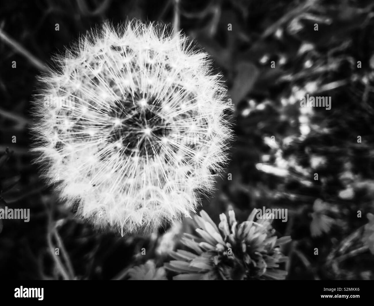 Seeds art hi-res stock photography and images - Alamy