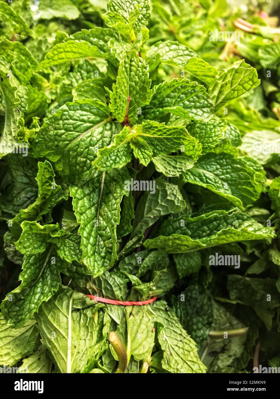 Full frame of a bunch of farm fresh green mint leaves on display and for sale at the local produce market. - Smartphone Captured Stock Image