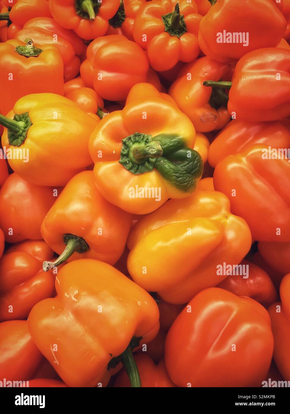 Full frame of a farm fresh imperfect orange pepper on a pile of perfect orange peppers on display and for sale at the local produce market. Stock Photo