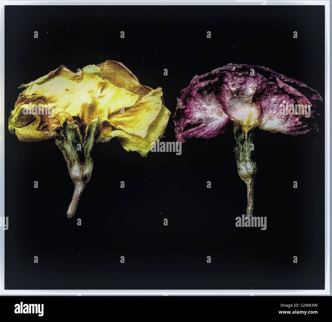 Faded Primula flowers. - Smartphone Captured Stock Image