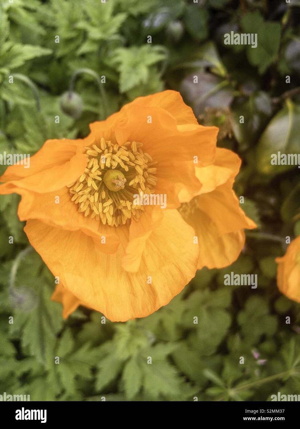 The beautiful orange/yellow flower of Meconopsis Cambrica, also known as the Welsh Poppy. Widely distributed in Europe it is also the basis of the logo of the Welsh Political party Plaid Cymru. - Smartphone Captured Stock Image