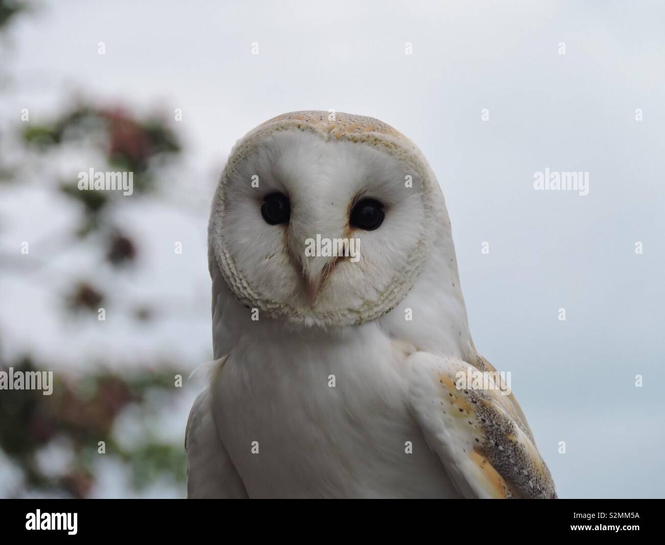 A Snow White Barn Owl Stock Photo Alamy A Snow White Barn Owl Stock Photo Alamy