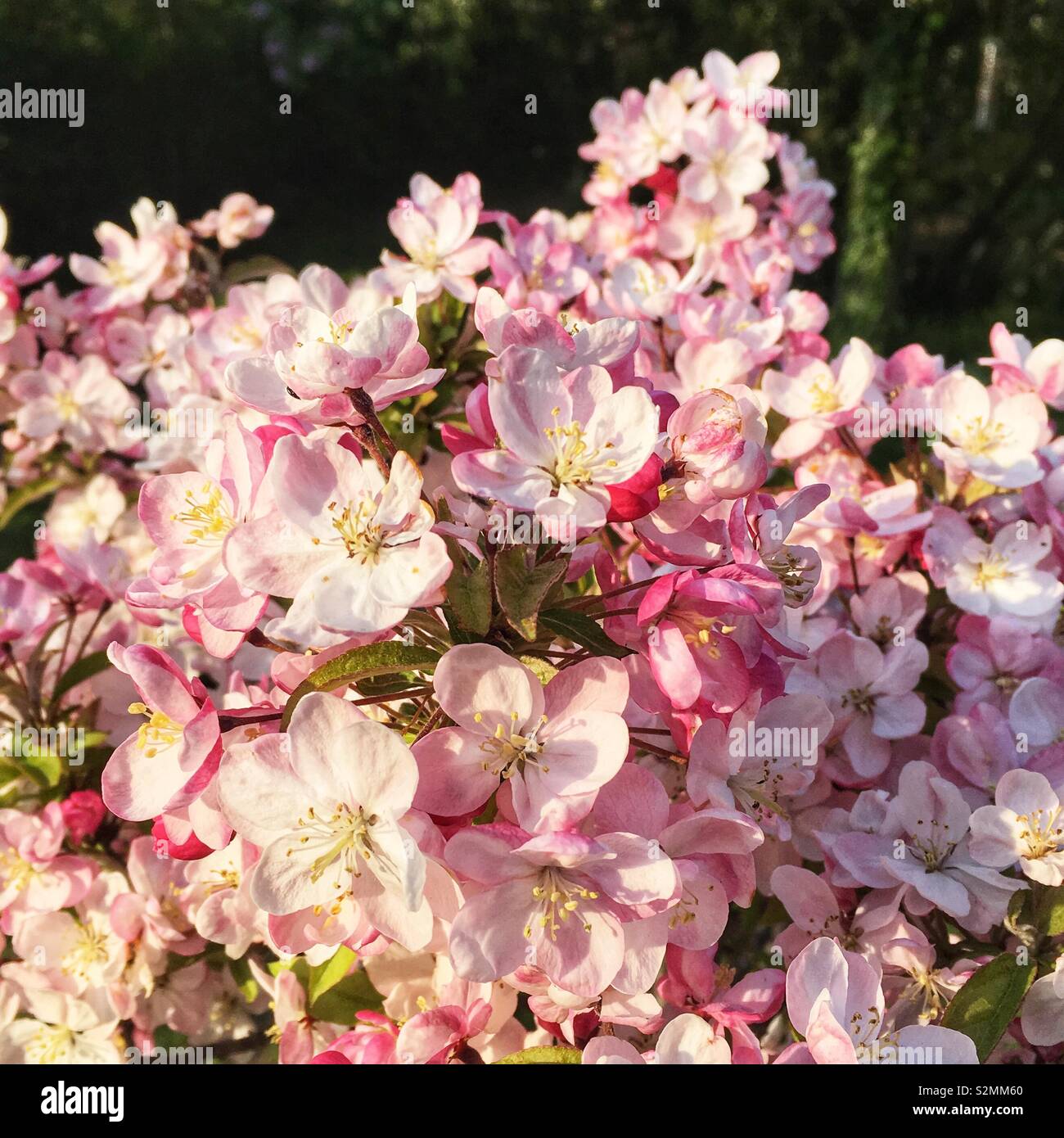 My Image 30
