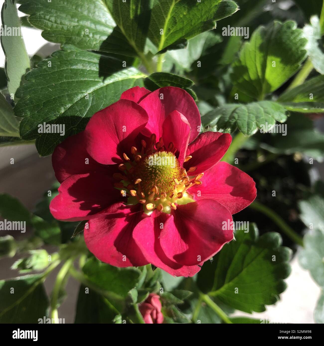 In the market you can find strawberry plants with pink flowers.  Very beautiful and decorative until the flowers become tasty fruits. Stock Photo