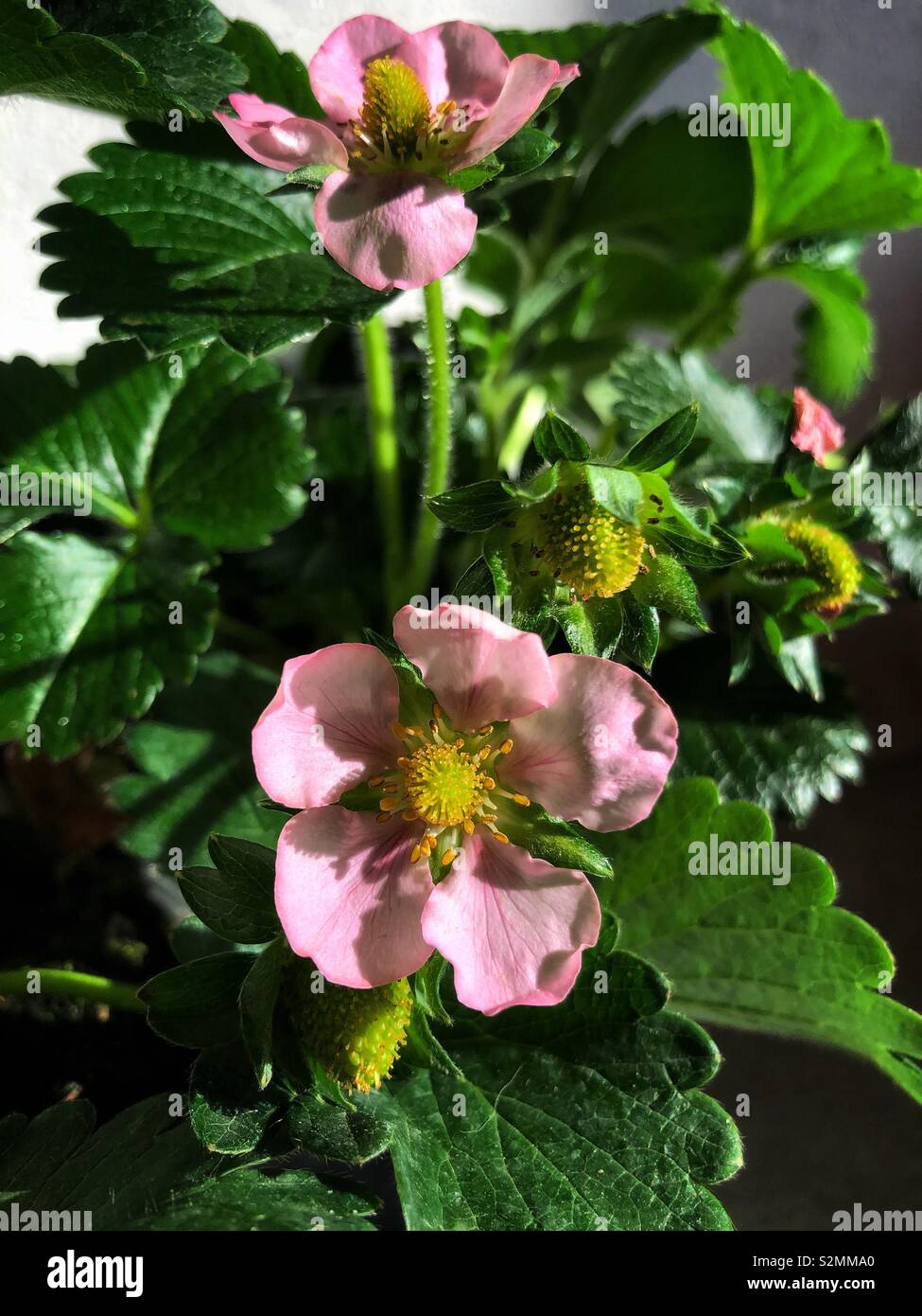In the market you can find strawberry plants with pastel pink flowers.  Very beautiful and decorative until the flowers become tasty fruits Stock Photo