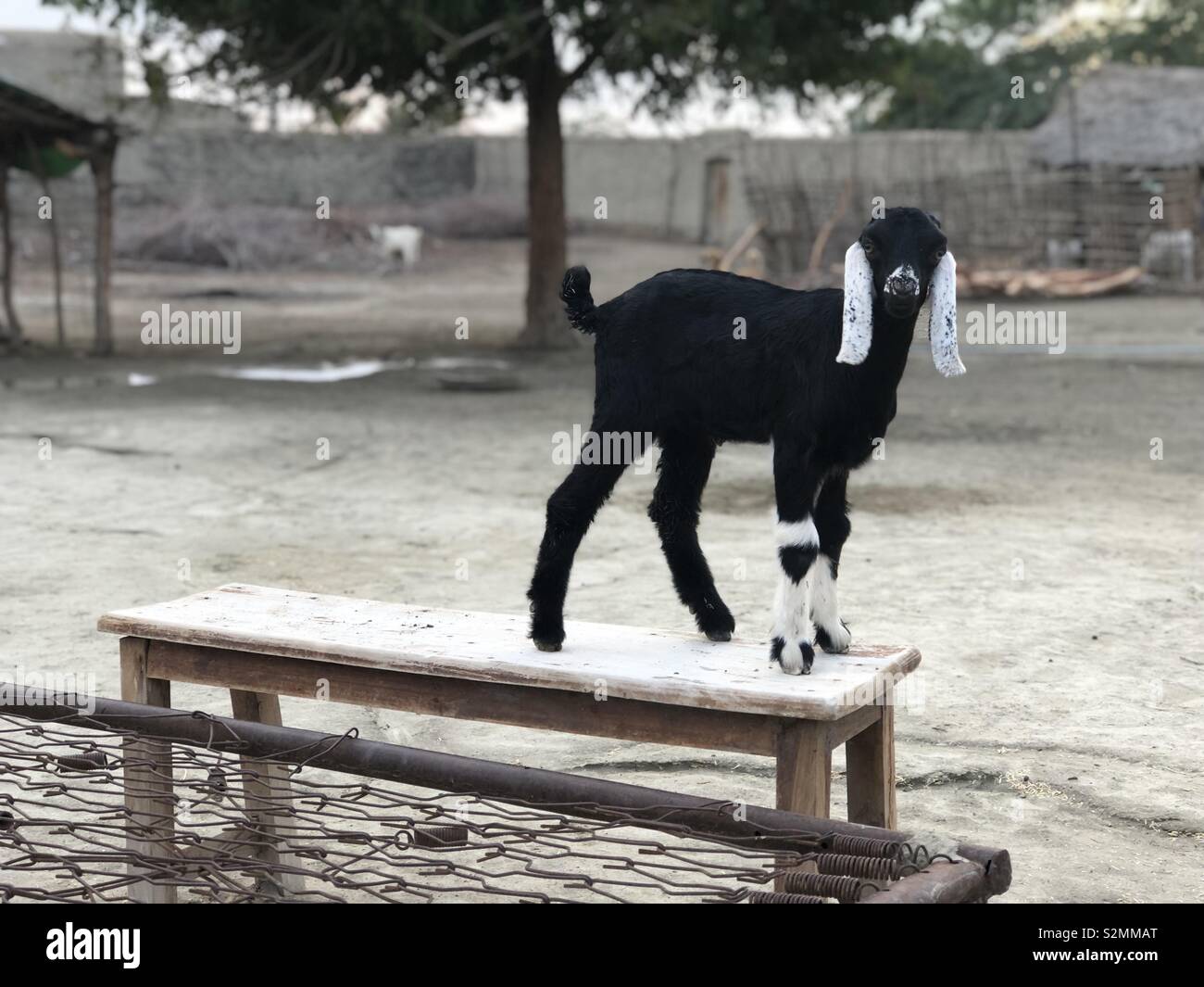 Goat kid looking so cute Stock Photo