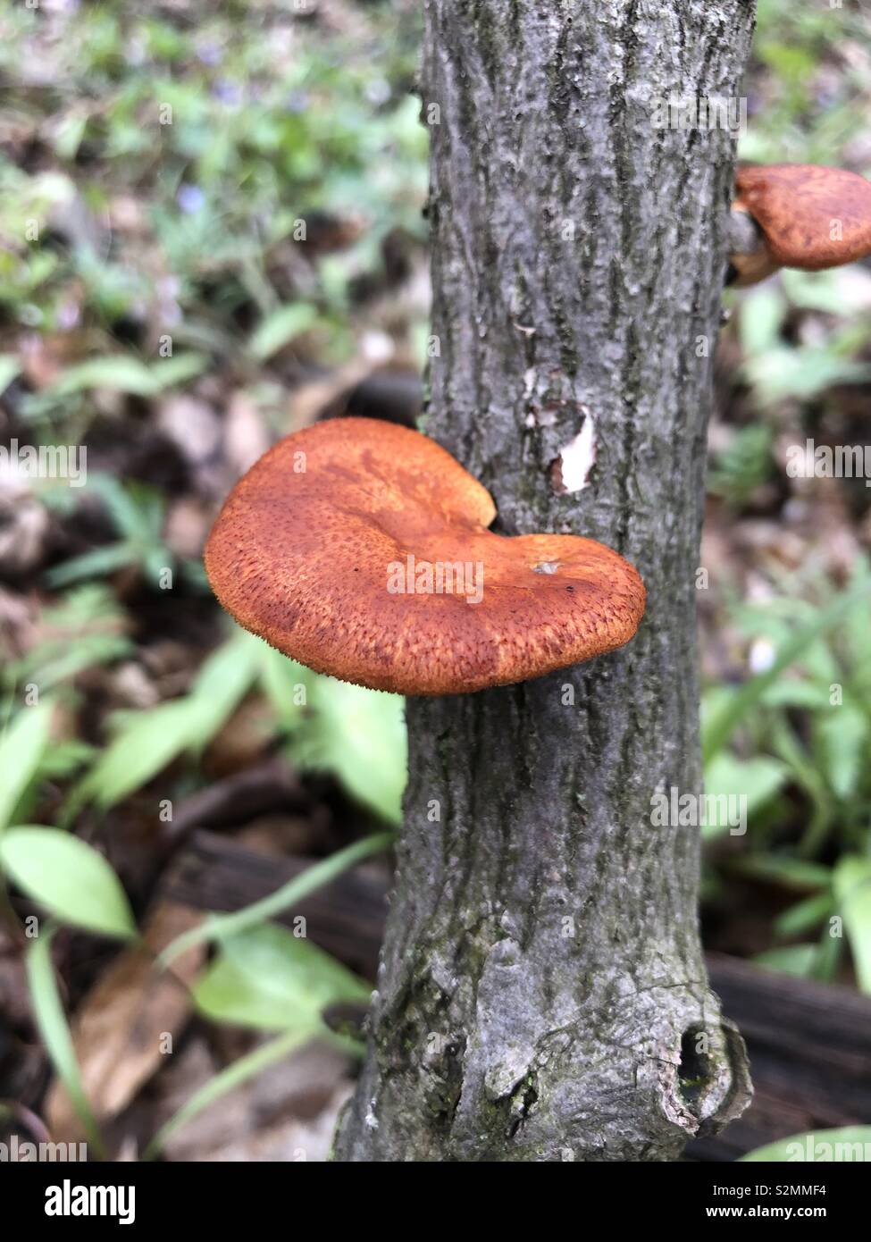 Orange fungus on tree Stock Photo