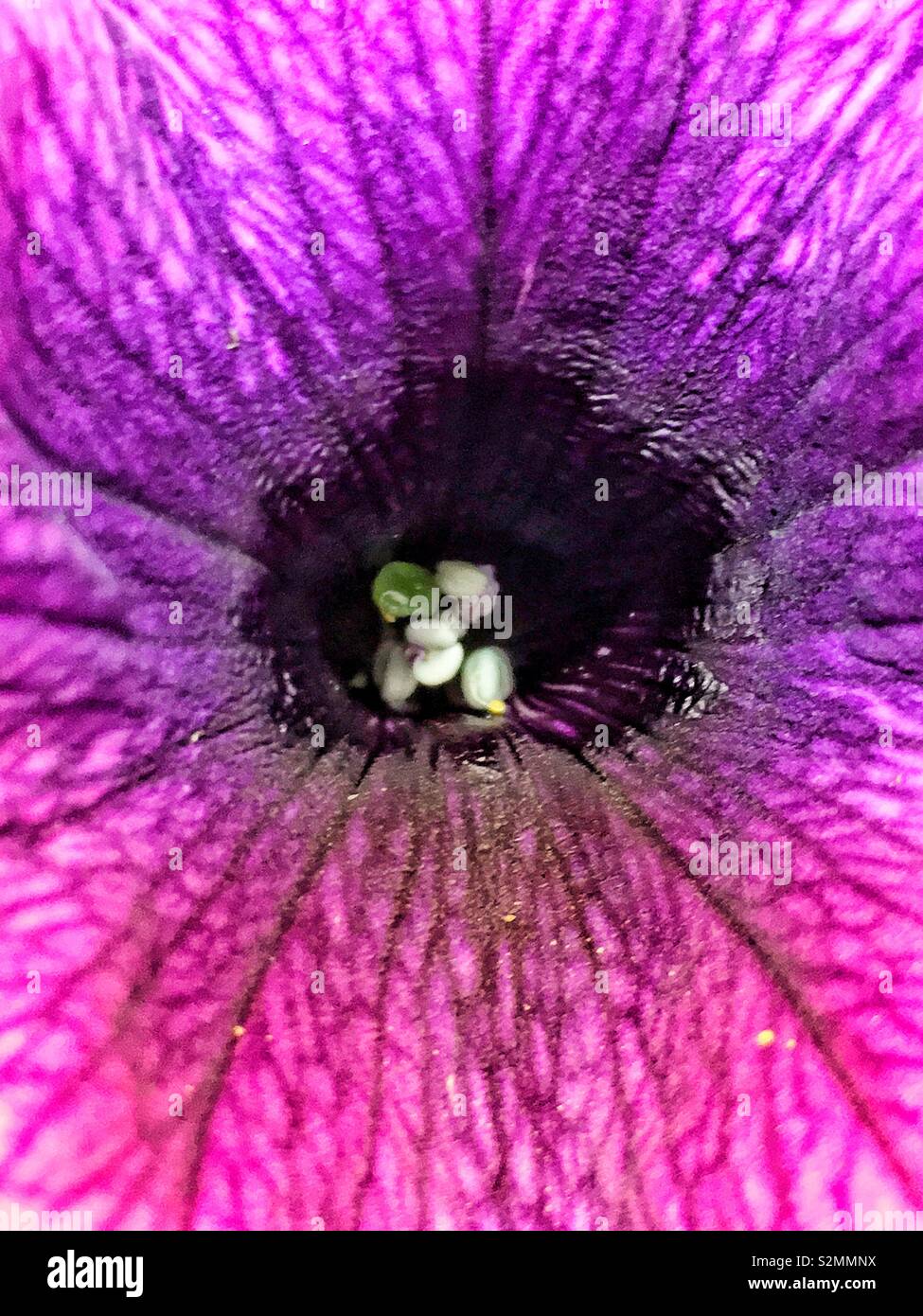 Macro of the center of a dark pink daisy flower. Stock Photo