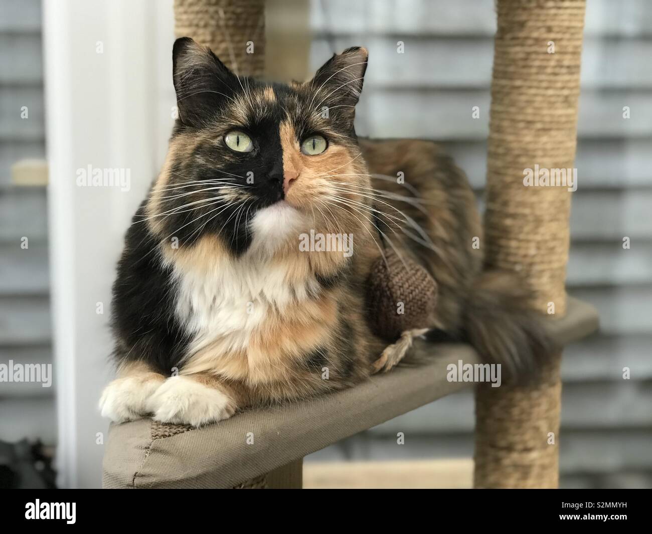 tortoiseshell ragdoll cat