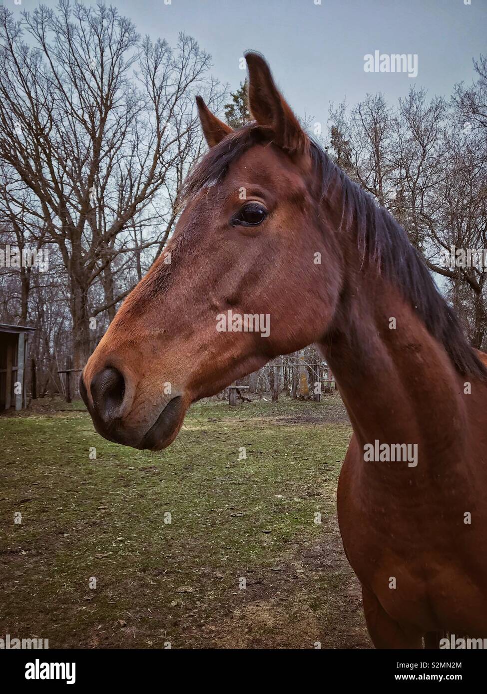 What a beautifully strong horse! Stock Photo