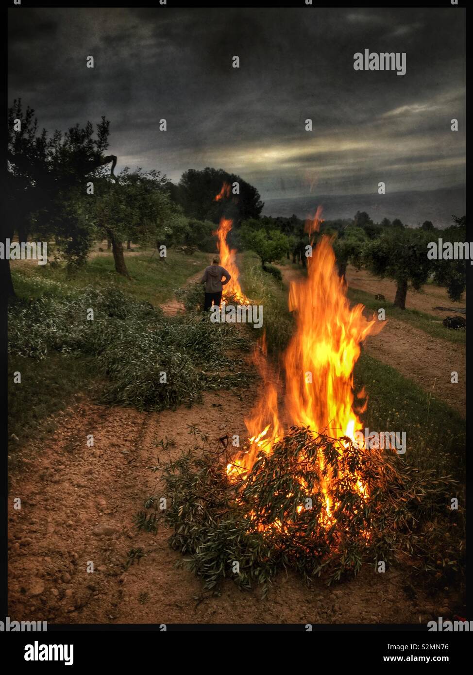 Seasonal burning of olive prunings, Catalonia, Spain. - Smartphone Captured Stock Image