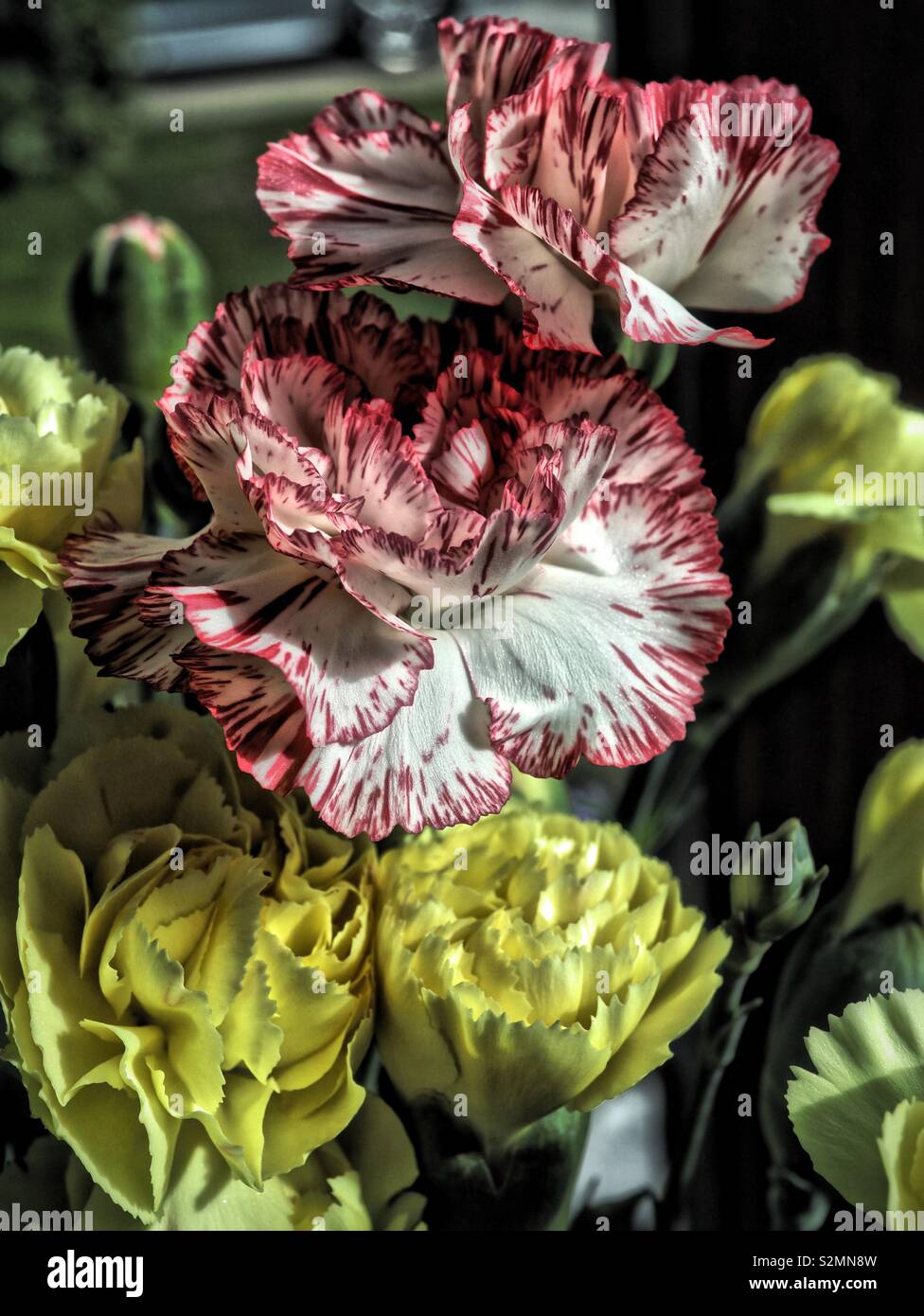 HDR, Yellow and Red Carnations - Smartphone Captured Stock Image