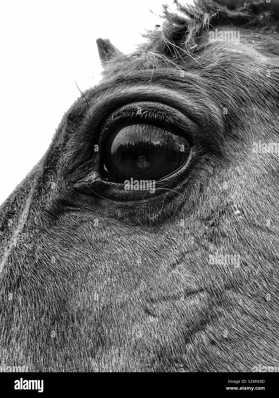 Horse Eye Stock Photo