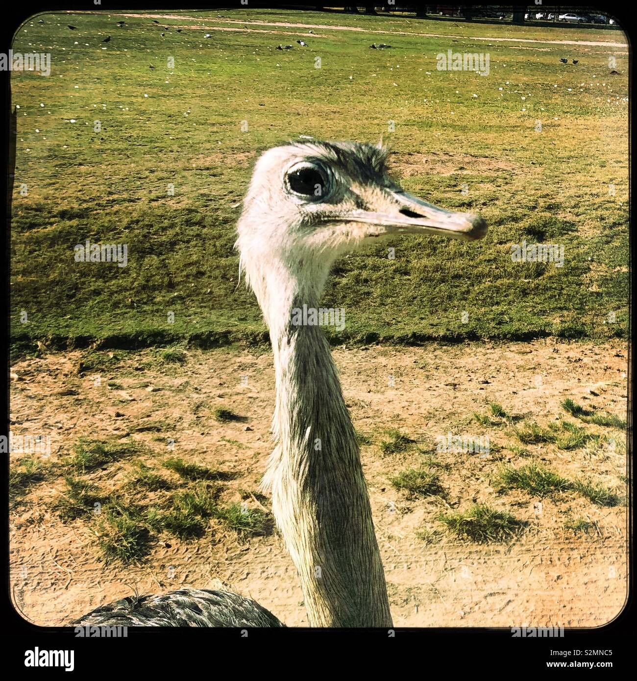 Head of an ostrich Stock Photo