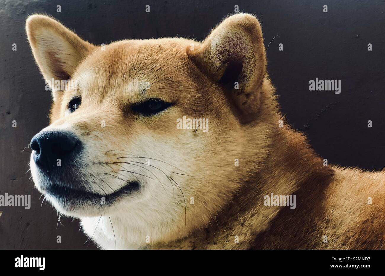 Shiba Inu Dog Portrait Stock Photo 311471811 Alamy