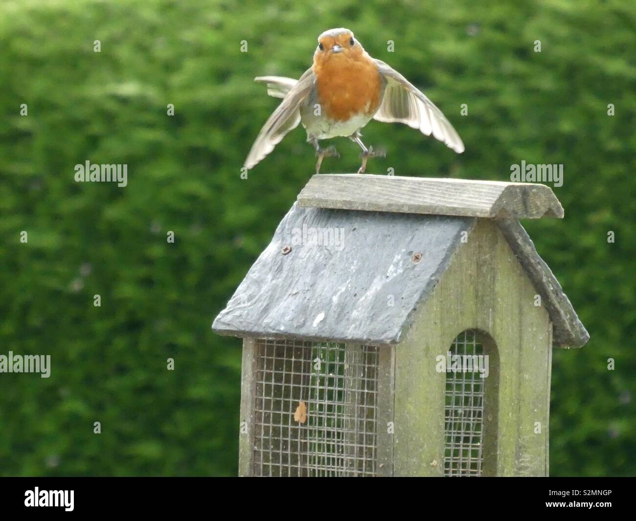 A robin redbreast bird flying to a bird table in a countryside garden