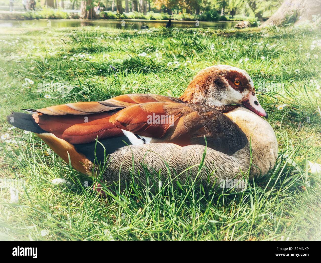 Egyptian goose - Smartphone Captured Stock Image
