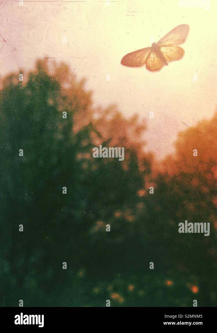 Moth in the moonlight - Smartphone Captured Stock Image
