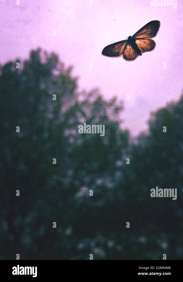 Moth flying in the night - Smartphone Captured Stock Image Moth flying in the night - Smartphone Captured Stock Image