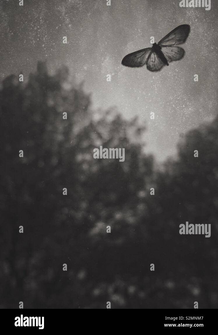 Moth flying in the gloomy night - Smartphone Captured Stock Image Moth flying in the gloomy night - Smartphone Captured Stock Image