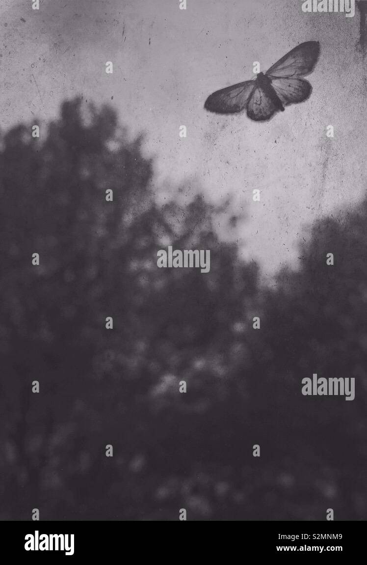 Moth flying in the dark - Smartphone Captured Stock Image Moth flying in the dark - Smartphone Captured Stock Image