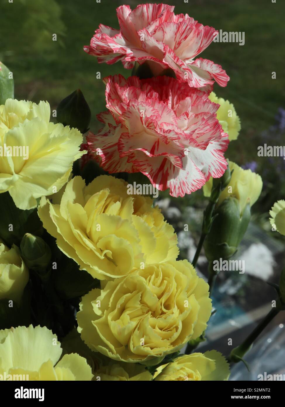 Yellow carnations hires stock photography and images Alamy