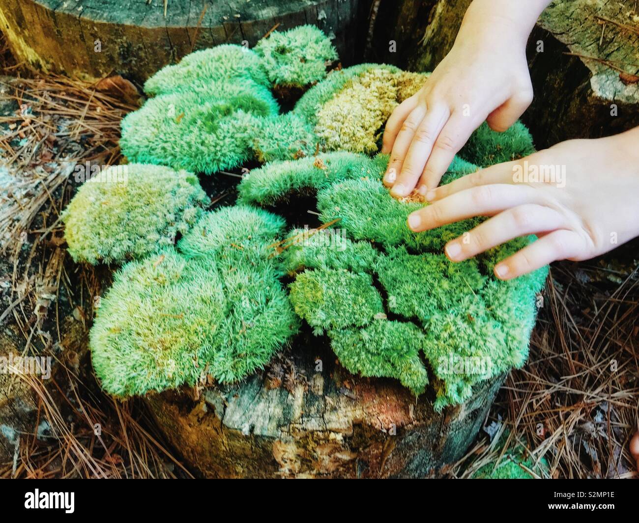 Child’s hands touch green moss on tree stump - Smartphone Captured Stock Image