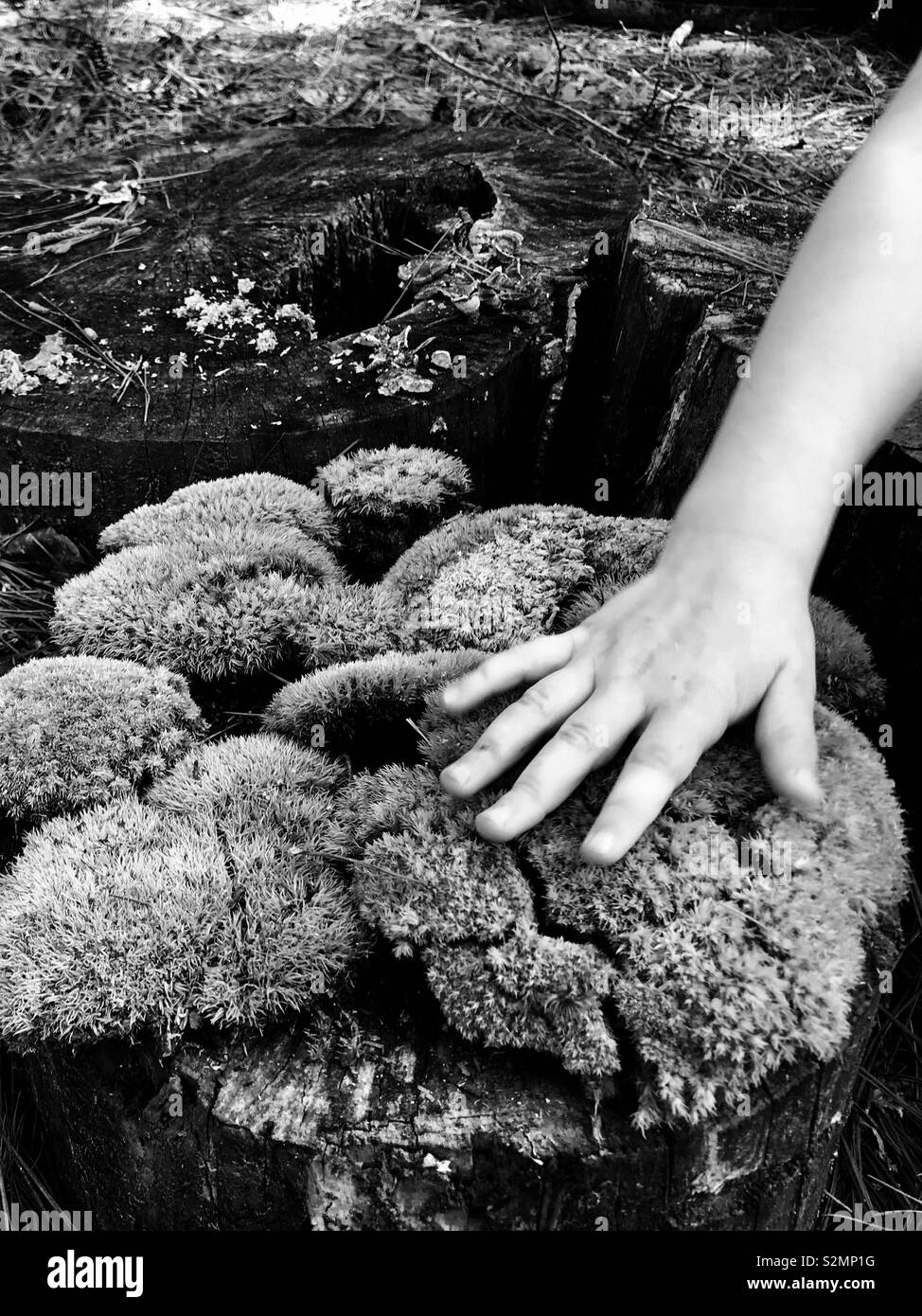 Black and white photo of a child’s hand touching moss on a tree stump - Smartphone Captured Stock Image
