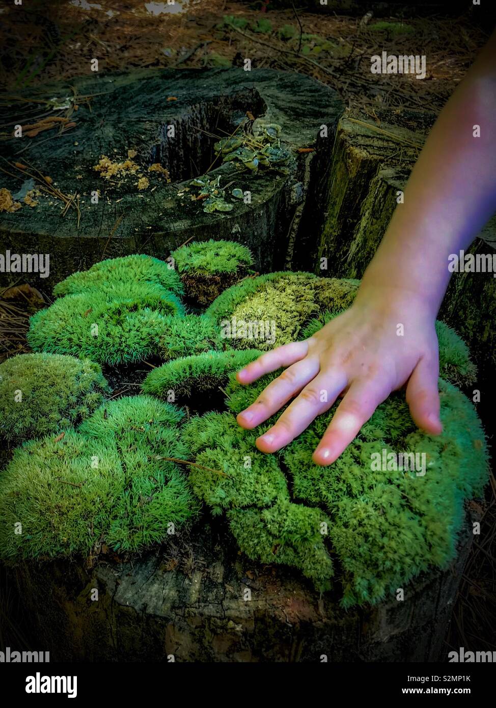 Vivid photo of child’s hand touching green moss on a tree stump - Smartphone Captured Stock Image