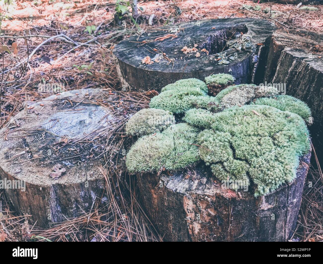 Lichen or moss on a tree stump - Smartphone Captured Stock Image