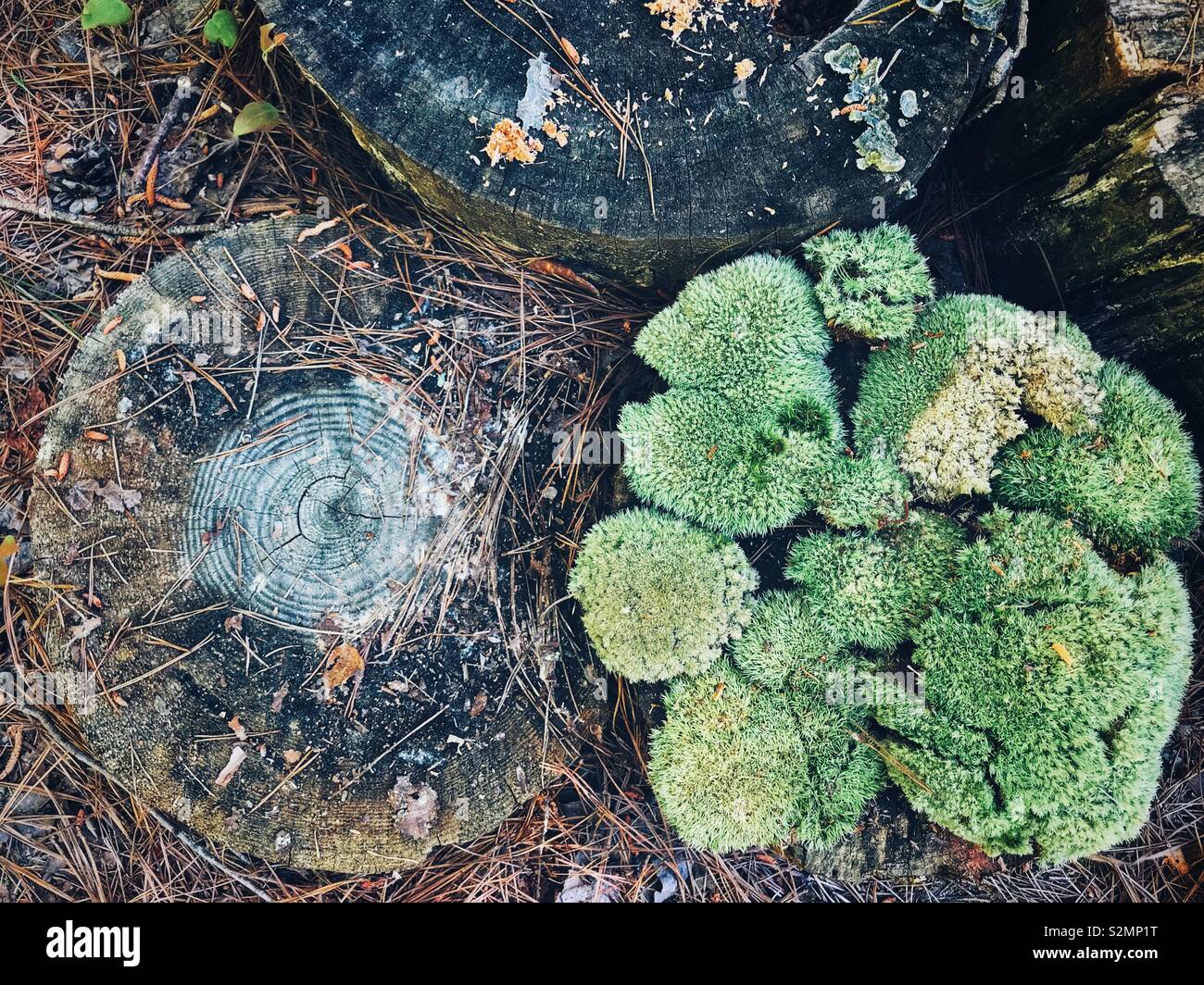 A look straight down on green moss on a tree stump, surrounded by empty stumps - Smartphone Captured Stock Image