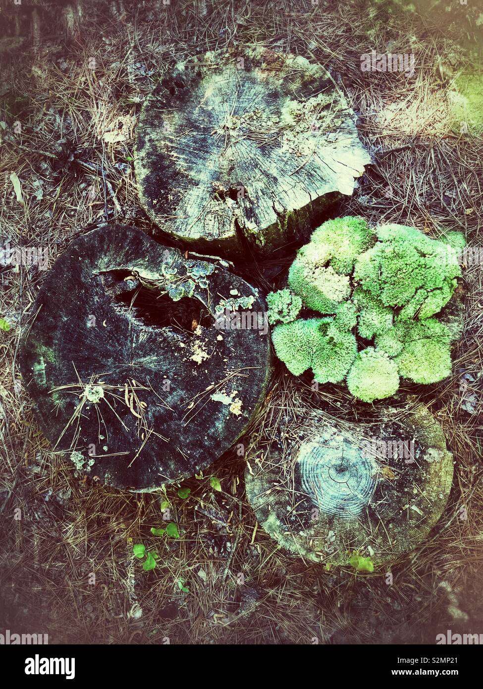 Grunge photo of straight down view of 4 tree stumps, one covered with green moss - Smartphone Captured Stock Image