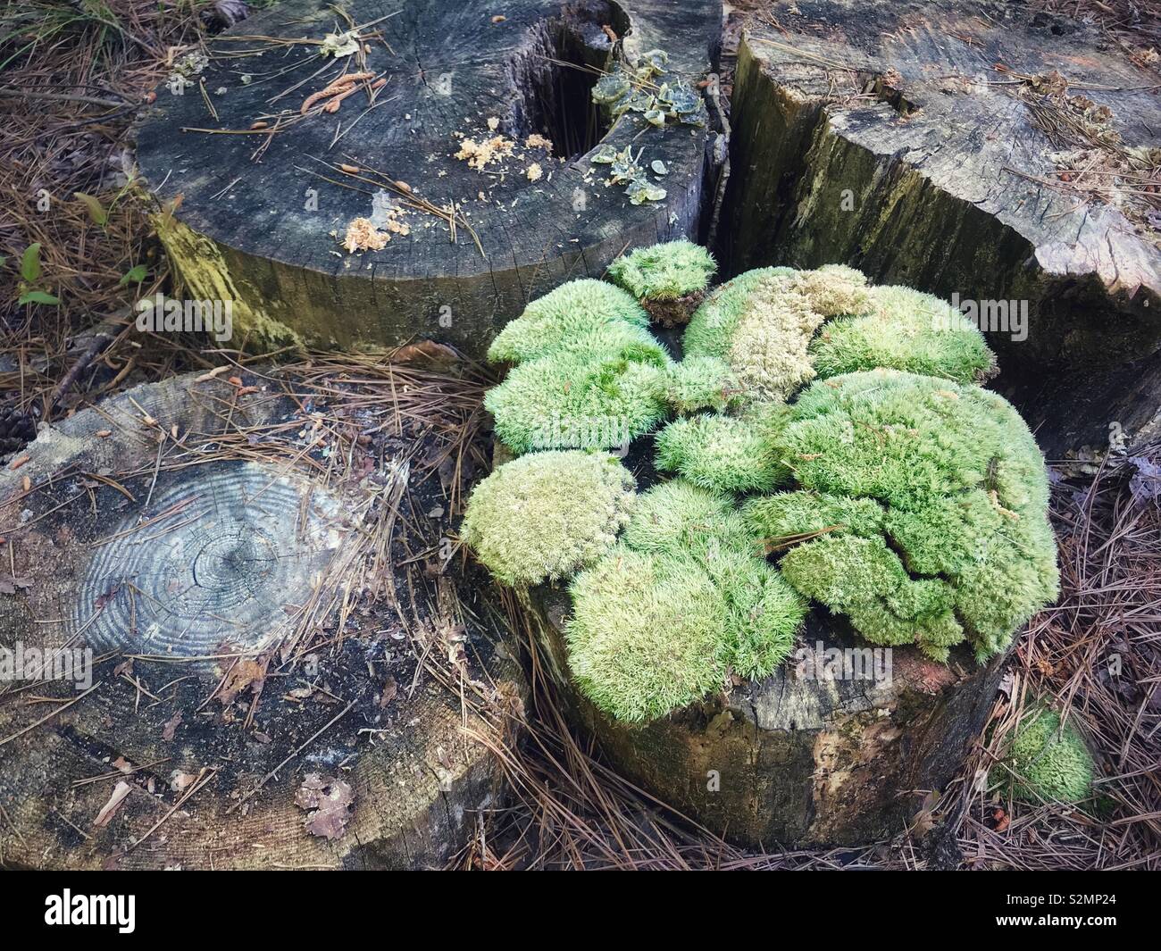 Four tree stumps, one topped with green moss - Smartphone Captured Stock Image