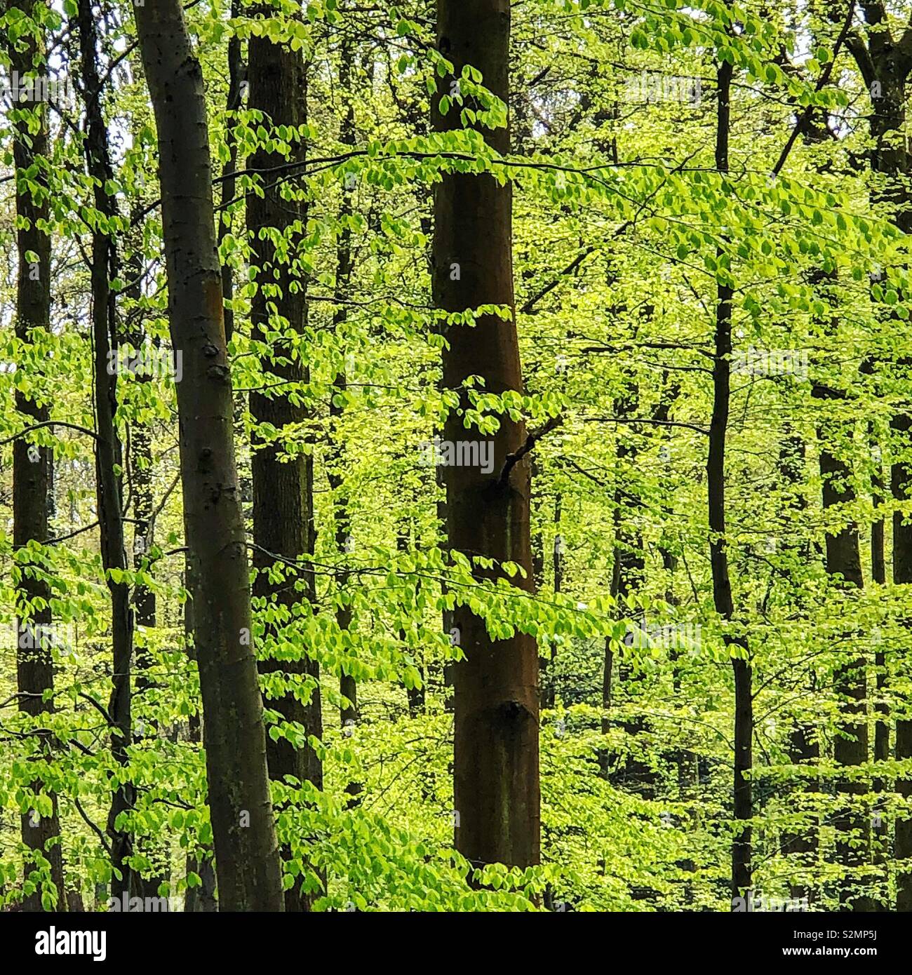 Can t see the wood for the trees stock photo alamy