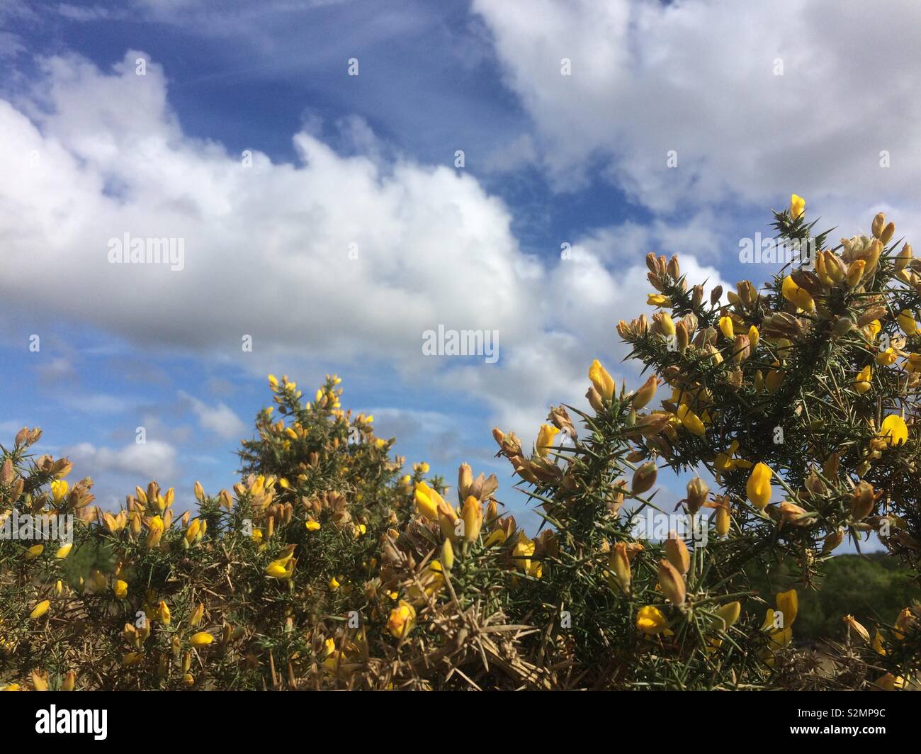 New Forest Gorse in Spring time with yellow flowers and sky with clouds in the background - Smartphone Captured Stock Image