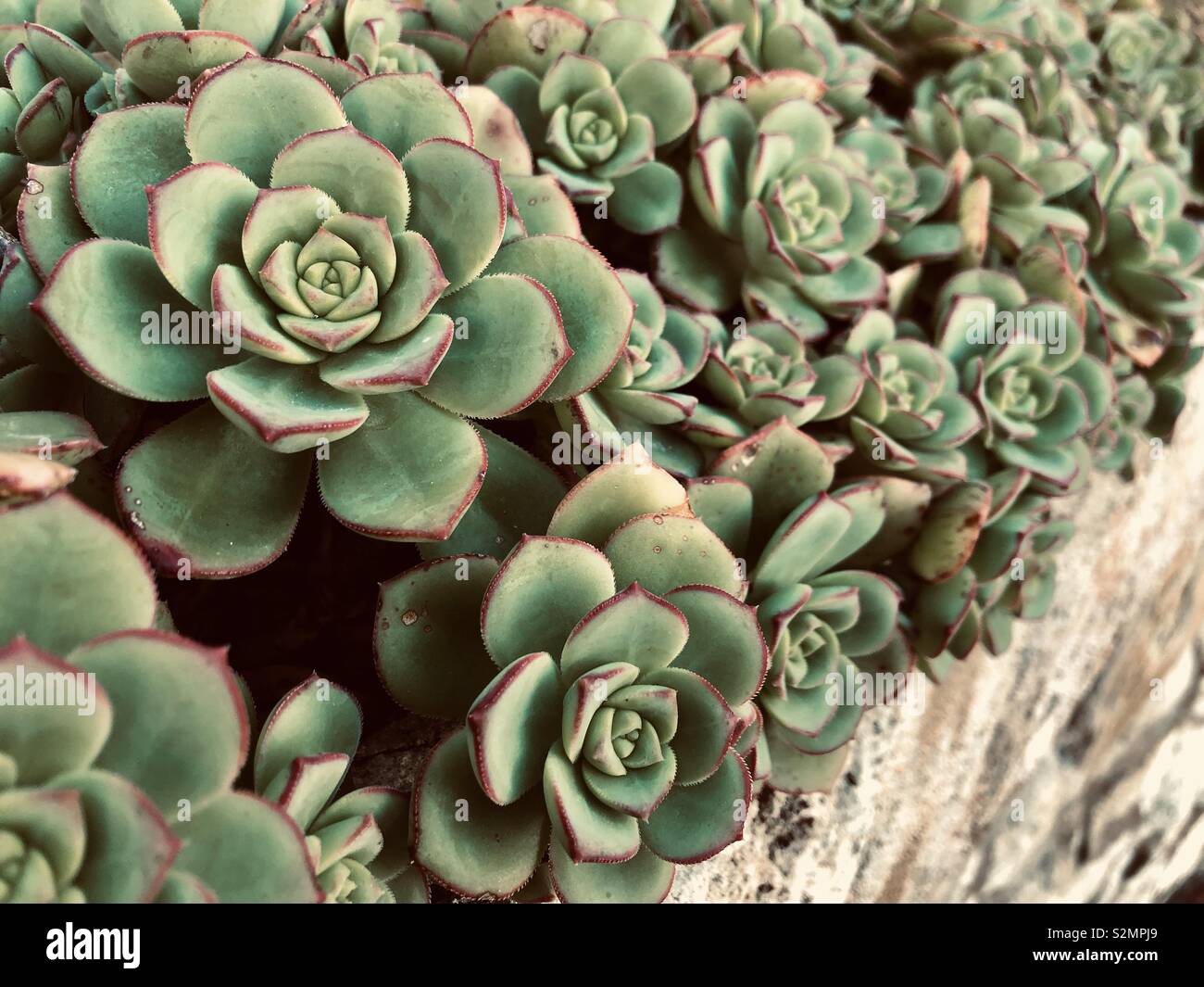 A luster of succulent rosettes - Smartphone Captured Stock Image